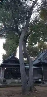 上小岩天祖神社の自然
