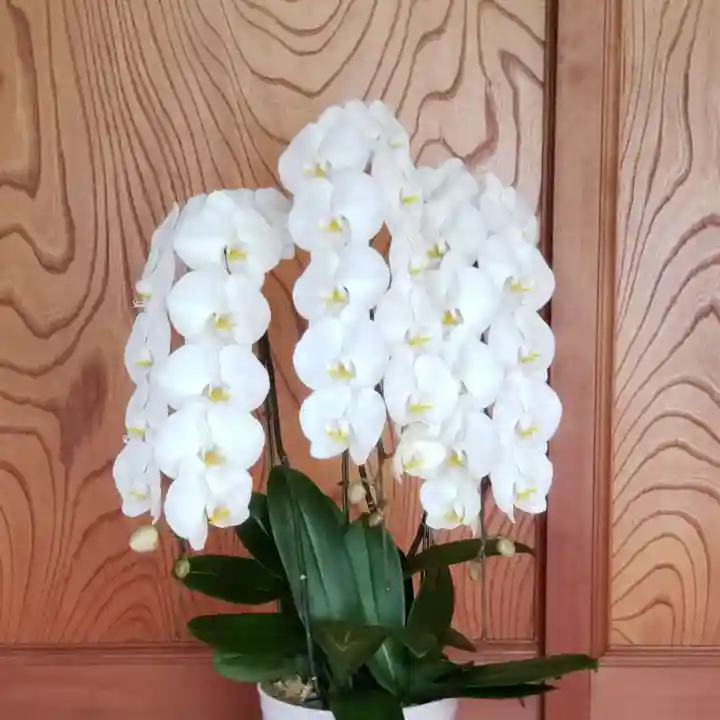 妙蓮寺のその他建物