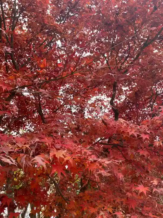 高尾山薬王院の自然