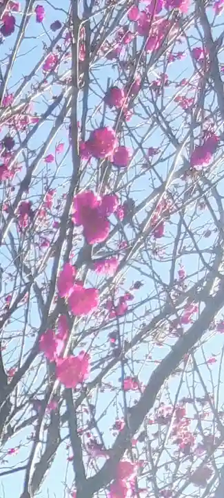 武州柿生琴平神社の自然