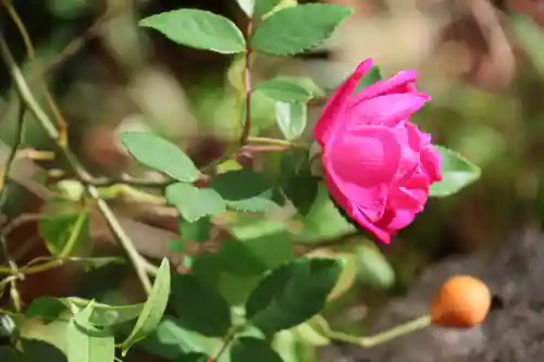 阿久津「田村神社」（郡山市阿久津町）旧社名：伊豆箱根三嶋三社の庭園