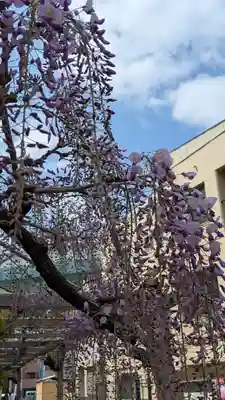 藤之宮 春日神社(野田の藤跡)(大阪府)