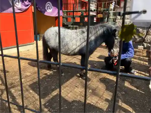 神田神社（神田明神）の動物