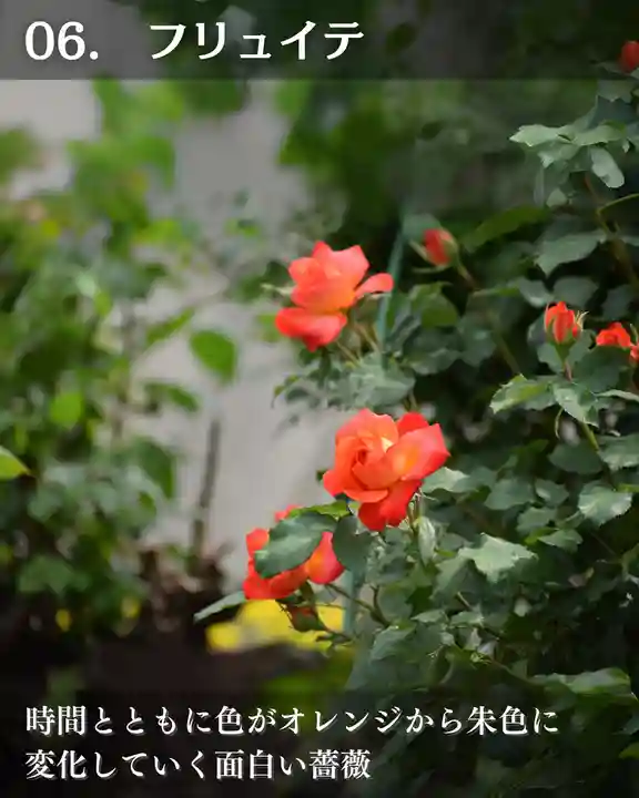 宝光寺(北海道)