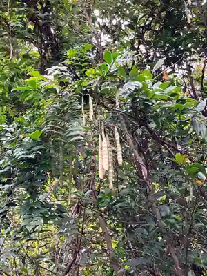 大山祇神社の自然