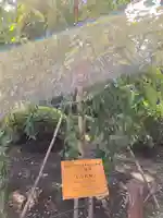 岩槻久伊豆神社(埼玉県)