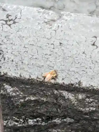 朝日稲荷神社の動物