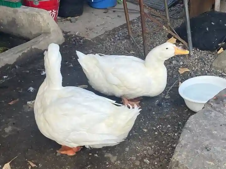 神泉苑(京都府)