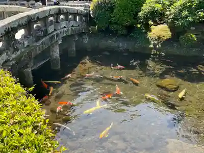 出水神社の動物