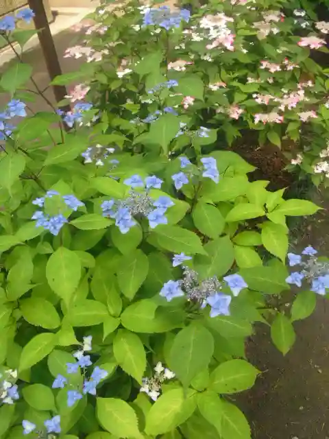 御霊神社の自然