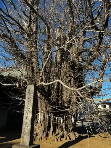 葛飾八幡宮の{uncategorized: "未分類", other: "その他", undefined: "問題あり", building: "その他建物", grave: "お墓", sacred_gate: "鳥居", guardian: "狛犬", statue: "像", buddha: "仏像", history: "歴史", nature: "自然", garden: "庭園", animal: "動物", pagoda: "塔", temizu: "手水舎", mountain_gate: "山門・神門", sanctuary: "本殿・本堂", subordinate: "末社・摂社", art: "芸術", scenery: "景色", jizo: "地蔵", ema: "絵馬", goshuin: "御朱印", omikuji: "おみくじ", items: "授与品その他", amulet: "お守り", goshuincho: "御朱印帳", eats: "食事", festival: "お祭り", votive_dance: "神楽", shichigosan: "七五三参", wedding: "結婚式", experience: "体験その他", initially: "初詣", around: "周辺", anti_infection: "感染症対策"}