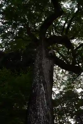 日吉大社の自然