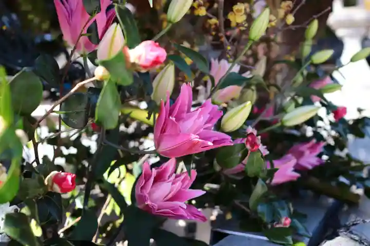 三津厳島神社の自然