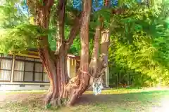 香取神社の自然