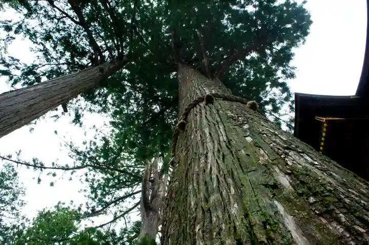 三峯神社の自然
