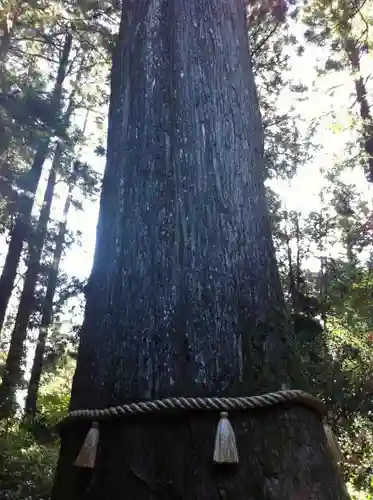 箱根神社の自然