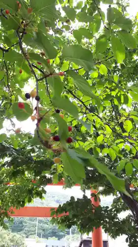 群別稲荷神社の自然