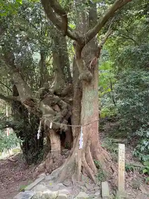 高良神社(京都府)
