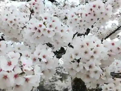 蒼柴神社の{uncategorized: "未分類", other: "その他", undefined: "問題あり", building: "その他建物", grave: "お墓", sacred_gate: "鳥居", guardian: "狛犬", statue: "像", buddha: "仏像", history: "歴史", nature: "自然", garden: "庭園", animal: "動物", pagoda: "塔", temizu: "手水舎", mountain_gate: "山門・神門", sanctuary: "本殿・本堂", subordinate: "末社・摂社", art: "芸術", scenery: "景色", jizo: "地蔵", ema: "絵馬", goshuin: "御朱印", omikuji: "おみくじ", items: "授与品その他", amulet: "お守り", goshuincho: "御朱印帳", eats: "食事", festival: "お祭り", votive_dance: "神楽", shichigosan: "七五三参", wedding: "結婚式", experience: "体験その他", initially: "初詣", around: "周辺", anti_infection: "感染症対策"}