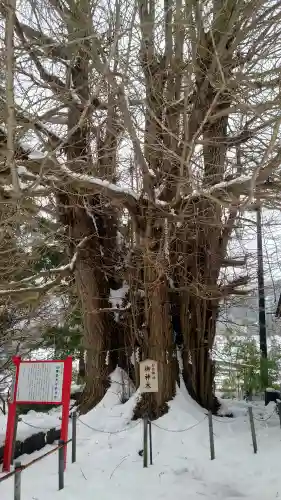 山寺日枝神社の{uncategorized: "未分類", other: "その他", undefined: "問題あり", building: "その他建物", grave: "お墓", sacred_gate: "鳥居", guardian: "狛犬", statue: "像", buddha: "仏像", history: "歴史", nature: "自然", garden: "庭園", animal: "動物", pagoda: "塔", temizu: "手水舎", mountain_gate: "山門・神門", sanctuary: "本殿・本堂", subordinate: "末社・摂社", art: "芸術", scenery: "景色", jizo: "地蔵", ema: "絵馬", goshuin: "御朱印", omikuji: "おみくじ", items: "授与品その他", amulet: "お守り", goshuincho: "御朱印帳", eats: "食事", festival: "お祭り", votive_dance: "神楽", shichigosan: "七五三参", wedding: "結婚式", experience: "体験その他", initially: "初詣", around: "周辺", anti_infection: "感染症対策"}