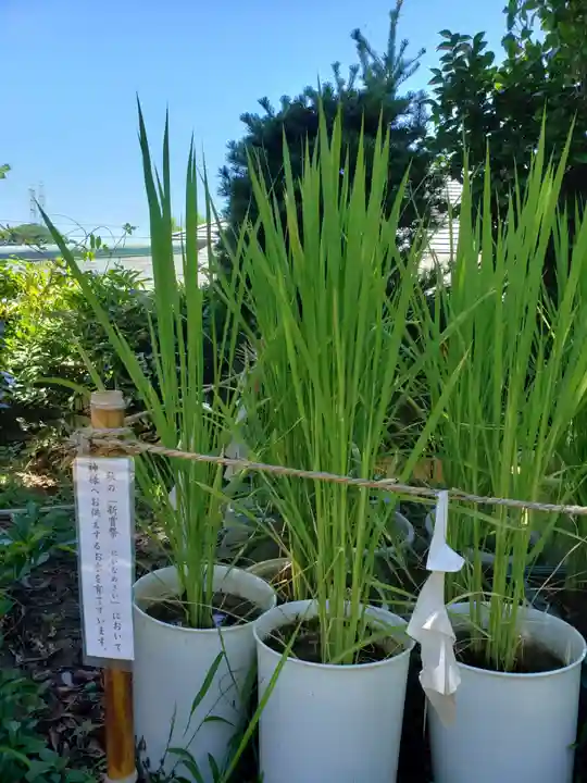 横浜御嶽神社の自然