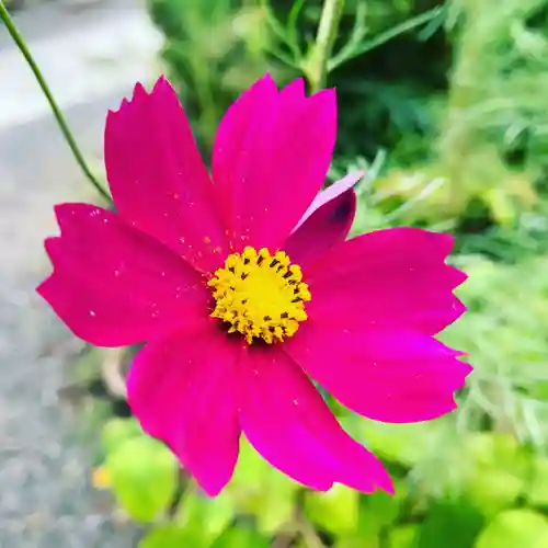 豊景神社の自然