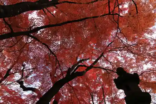 三春大神宮の自然