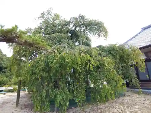 金剛寺(愛知県)