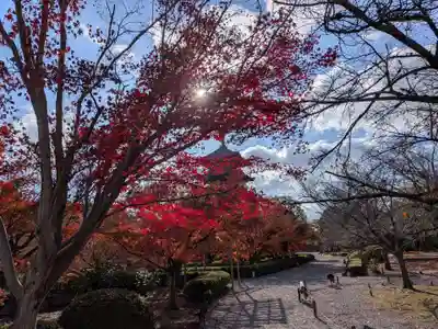 東寺（教王護国寺）(京都府)