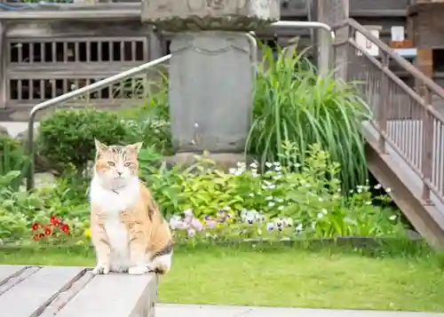 秩父札所十三番 慈眼寺の動物