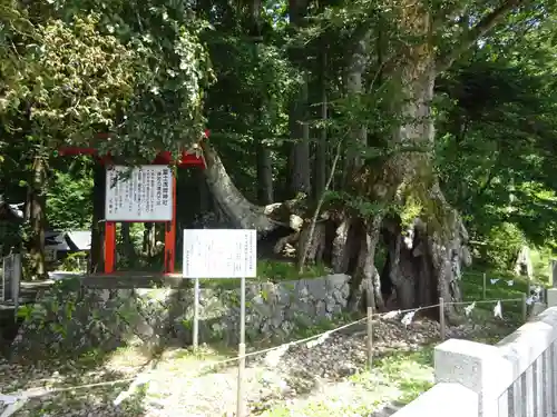 富士山東口本宮 冨士浅間神社の自然