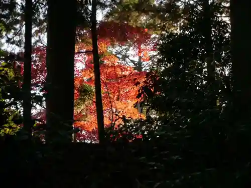 光明寺（粟生光明寺）の自然