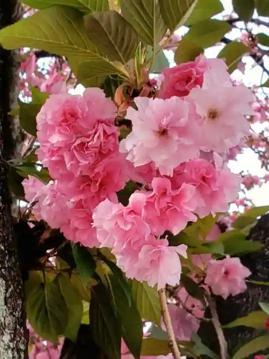 荘厳寺(東京都)