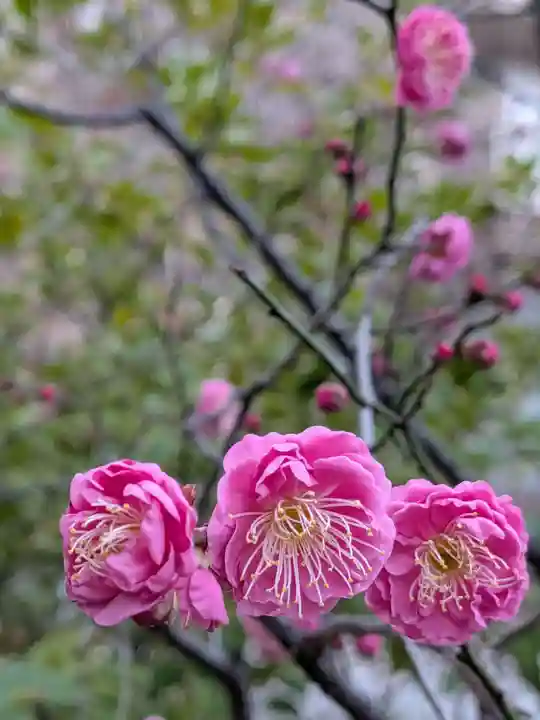 成子天神社(東京都)