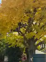 浅草神社(東京都)