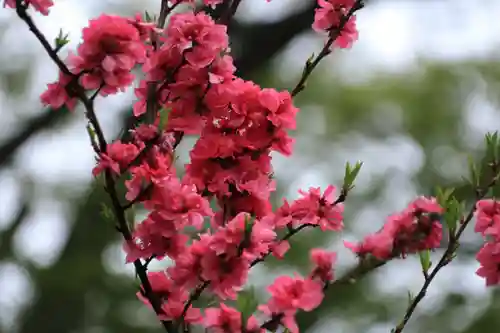 阿久津「田村神社」（郡山市阿久津町）旧社名：伊豆箱根三嶋三社の庭園