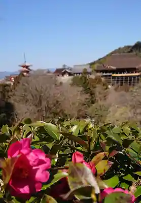清水寺奥之院の自然