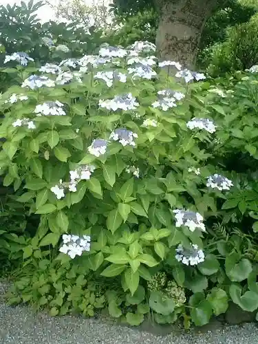 實相寺（実相寺）の自然