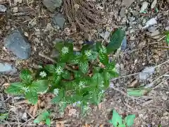 高水山　常福院　龍学寺　の自然