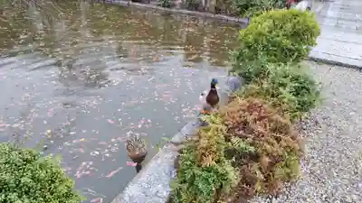 神泉苑(京都府)