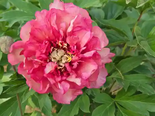 箭弓稲荷神社(埼玉県)