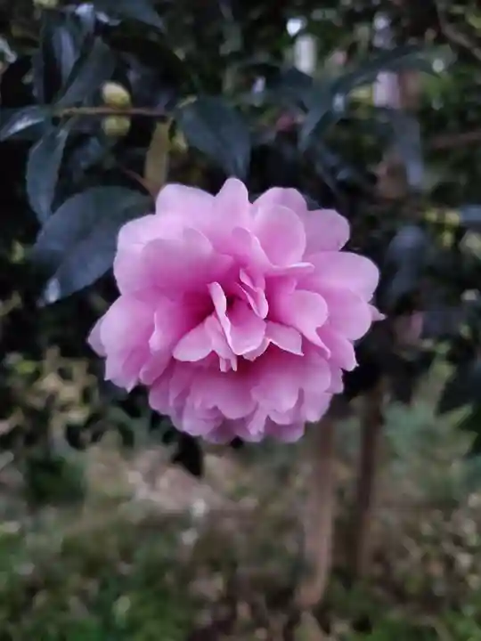 沙沙貴神社の自然