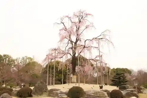 東寺（教王護国寺）の自然