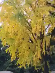 間々田八幡宮(栃木県)