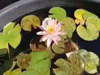 極楽山 浄土寺の自然