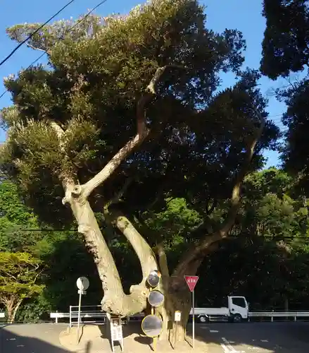 道路衢神の自然