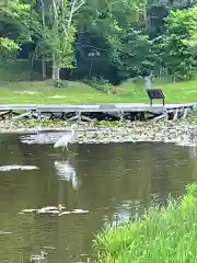 厳島神社の動物