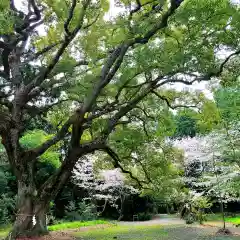 曽許乃御立神社の自然