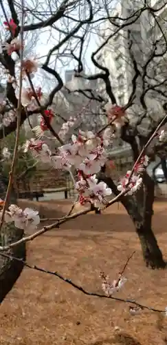 湯島天満宮の自然