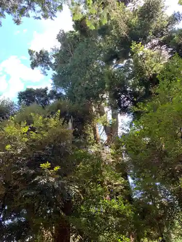 諏訪神社の自然